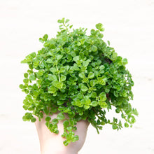 Load image into Gallery viewer, Pilea Depressa 'Baby Tears'