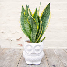 Load image into Gallery viewer, Sansevieria Trifasciata Futura Superba 'Snake Plant'