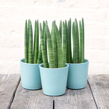 Load image into Gallery viewer, Sansevieria Cylindrica 'Straight'