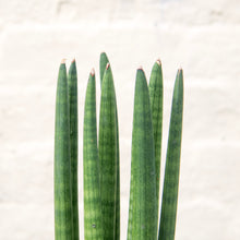 Load image into Gallery viewer, Sansevieria Cylindrica 'Straight'