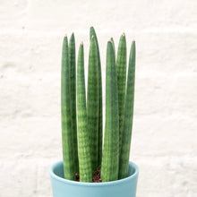Load image into Gallery viewer, Sansevieria Cylindrica 'Straight'