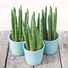 Load image into Gallery viewer, Sansevieria Cylindrica 'Straight'