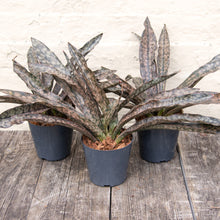 Load image into Gallery viewer, Sansevieria Kirkii 'Coppertone'