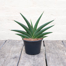 Load image into Gallery viewer, Sansevieria Helios