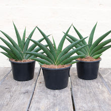 Load image into Gallery viewer, Sansevieria Helios