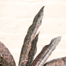 Load image into Gallery viewer, Sansevieria Kirkii 'Coppertone'