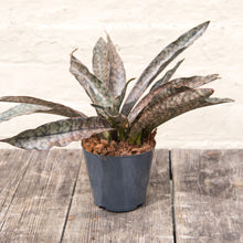 Load image into Gallery viewer, Sansevieria Kirkii 'Coppertone'