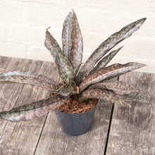 Load image into Gallery viewer, Sansevieria Kirkii 'Coppertone'