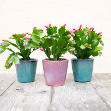 Load image into Gallery viewer, Schlumbergera 'Thanksgiving Cactus'