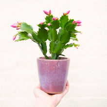 Load image into Gallery viewer, Schlumbergera 'Thanksgiving Cactus'