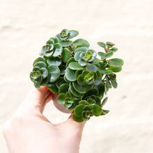 Load image into Gallery viewer, Sedum Makinoi 'Tornado'