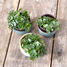 Load image into Gallery viewer, Sedum Makinoi 'Tornado'