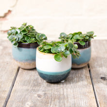 Load image into Gallery viewer, Sedum Makinoi 'Tornado'