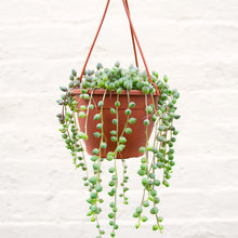 Load image into Gallery viewer, Senecio Herreianus 'String of Pearls' Hanging Pot