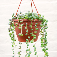 Load image into Gallery viewer, Senecio Herreianus 'String of Pearls' Hanging Pot