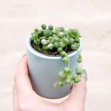 Load image into Gallery viewer, Senecio Herreianus Variegated 'String of Pearls'