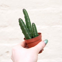 Load image into Gallery viewer, Stapelia Leendertziae 'Black Bells'