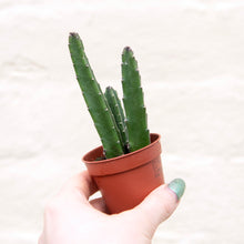 Load image into Gallery viewer, Stapelia Leendertziae 'Black Bells'
