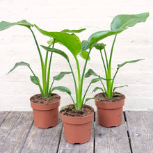 Load image into Gallery viewer, Strelitzia Nicolai 'White Bird of Paradise'