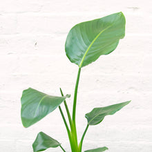 Load image into Gallery viewer, Strelitzia Nicolai 'White Bird of Paradise'