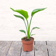 Load image into Gallery viewer, Strelitzia Nicolai 'White Bird of Paradise'