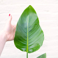 Load image into Gallery viewer, Strelitzia Nicolai 'White Bird of Paradise'