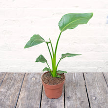 Load image into Gallery viewer, Strelitzia Nicolai 'White Bird of Paradise'