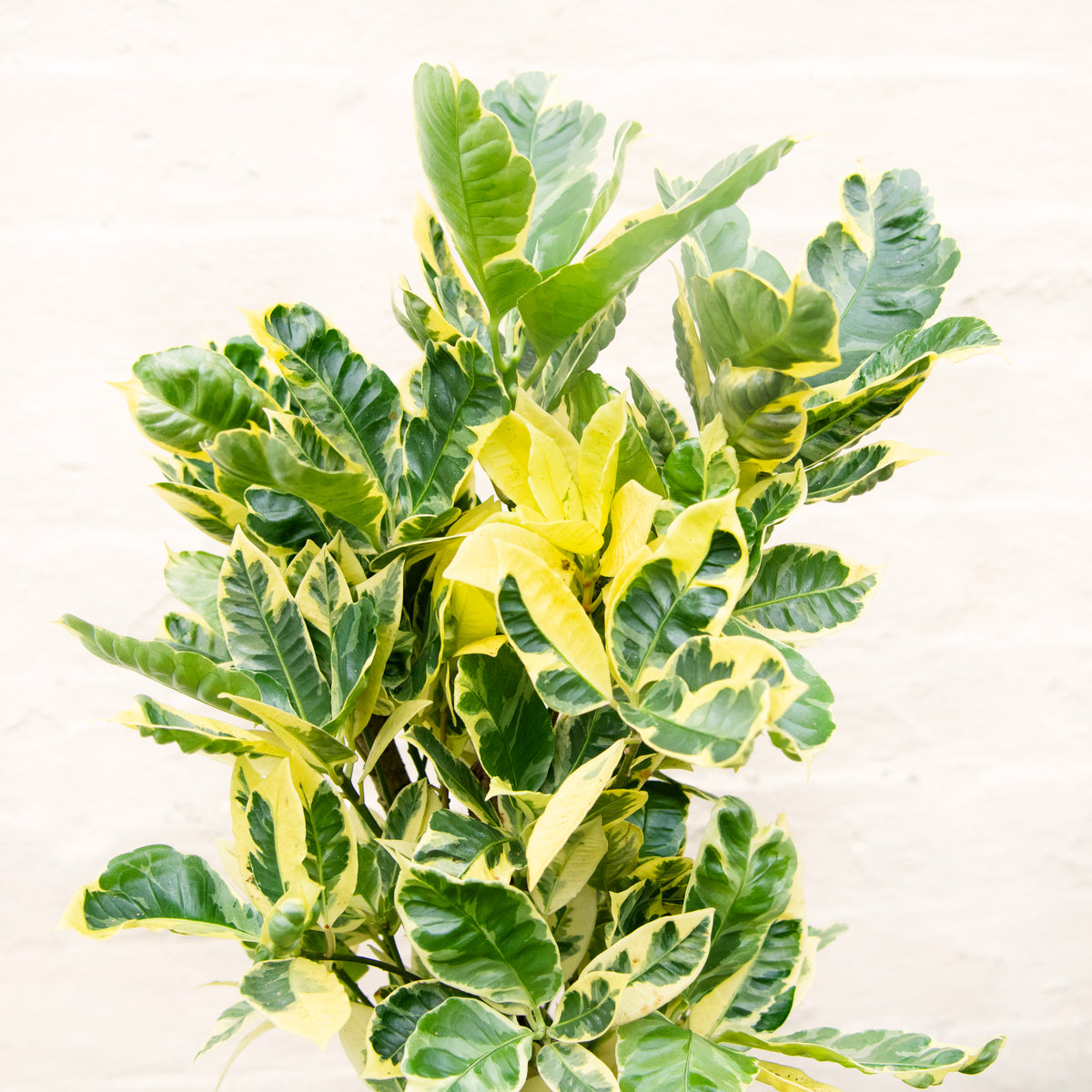 XL Croton Variegatum (Codiaeum ‘Eburneum’) Moose Plant Shop