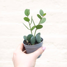 Load image into Gallery viewer, Xerosicyos Danguyi 'Nickel Plant'