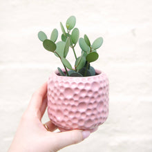 Load image into Gallery viewer, 'Porto' Ceramic Plant Pot (Green & Pink)