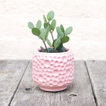 Load image into Gallery viewer, Xerosicyos Danguyi 'Nickel Plant'