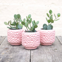 Load image into Gallery viewer, Xerosicyos Danguyi 'Nickel Plant'