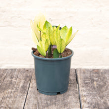 Load image into Gallery viewer, Zamioculcas Zamifolia 'Chameleon'