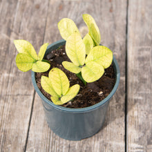 Load image into Gallery viewer, Zamioculcas Zamifolia 'Chameleon'