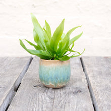 Load image into Gallery viewer, Asplenium Antiquum - Bird's Nest Fern