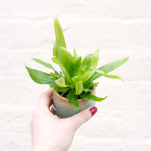 Load image into Gallery viewer, Asplenium Antiquum - Bird's Nest Fern