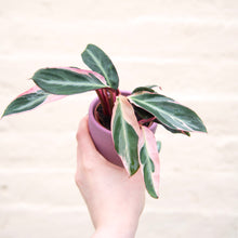 Load image into Gallery viewer, Calathea Sanguine 'Triostar'