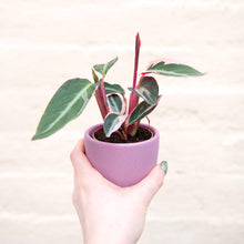 Load image into Gallery viewer, Calathea Sanguine 'Triostar'