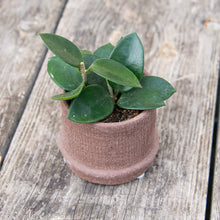 Load image into Gallery viewer, Hoya Chouke