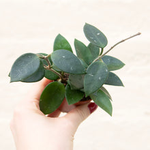 Load image into Gallery viewer, Hoya Chouke