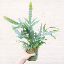 Load image into Gallery viewer, Phlebodium Aureum 'Blue Star Fern'
