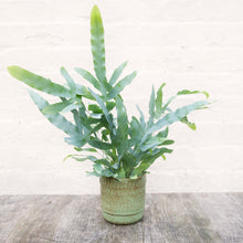 Load image into Gallery viewer, Phlebodium Aureum 'Blue Star Fern'
