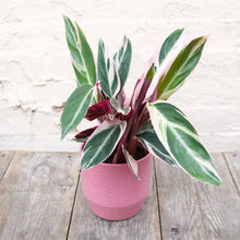 Load image into Gallery viewer, Calathea Sanguine 'Triostar'