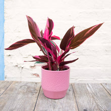 Load image into Gallery viewer, Calathea Sanguine 'Triostar'