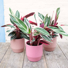 Load image into Gallery viewer, Calathea Sanguine 'Triostar'