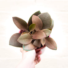 Load image into Gallery viewer, Kalanchoe Orgyalis 'Copper Spoon Plant'