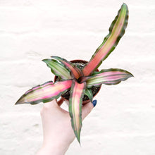 Load image into Gallery viewer, Cryptanthus (Earth Star)