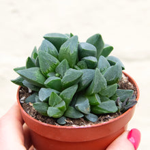 Load image into Gallery viewer, Haworthia Retusa