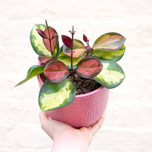 Load image into Gallery viewer, Hoya Australis Lisa