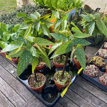 Load image into Gallery viewer, Begonia Tamaya Maculata